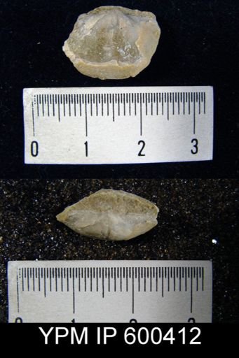 Chonetes granulifer