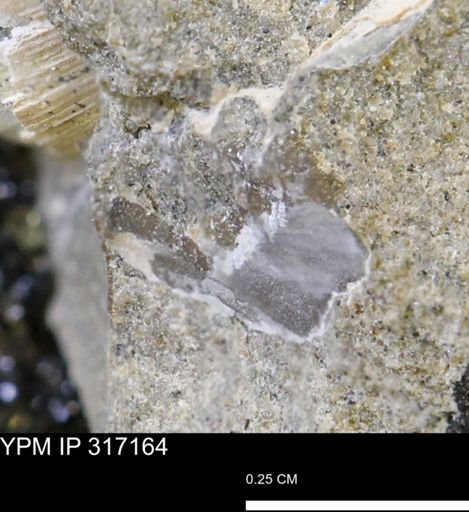 undet. Mollusca