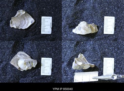 undet. Bivalvia