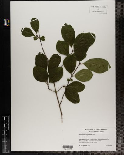 Plantae