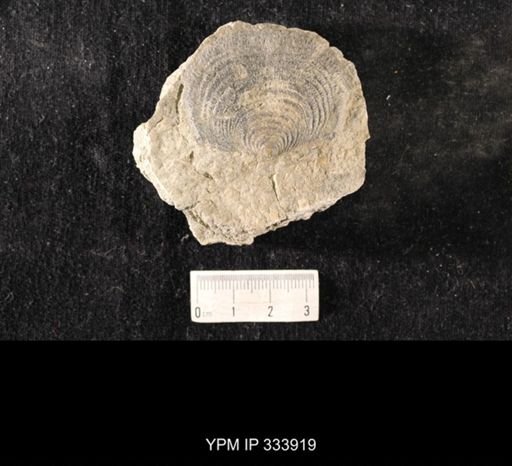Echinoconchus vittata