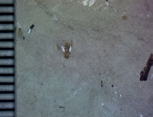undet. Coleoptera
