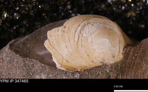 Limopsis striatopunctatus