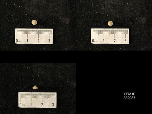 undet. Orthida