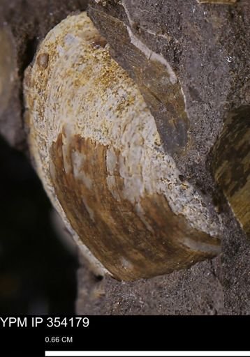 Limopsis striatopunctatus