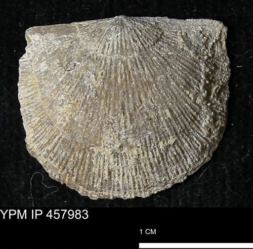 Strophodonta sp.