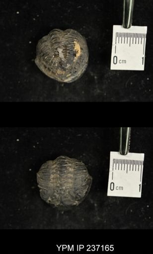 taxon undetermined