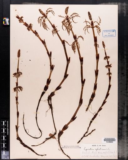 Equisetum sylvaticum