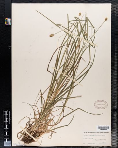 Carex cephalophora