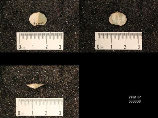 Dalmanella multisecta