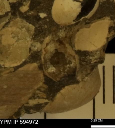 Protocardia sp.