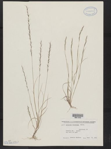 Aristida dichotoma