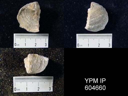 Pustula?