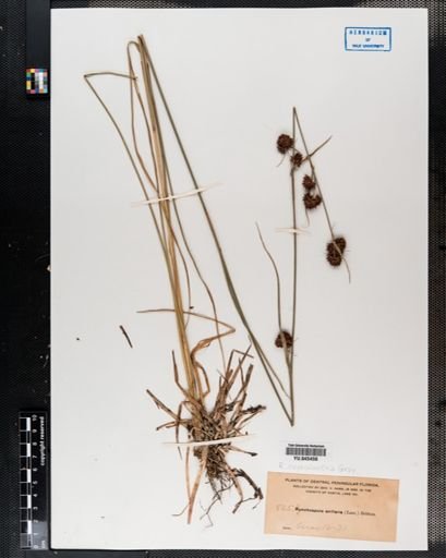 Rhynchospora cephalantha