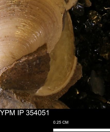 undet. Bivalvia