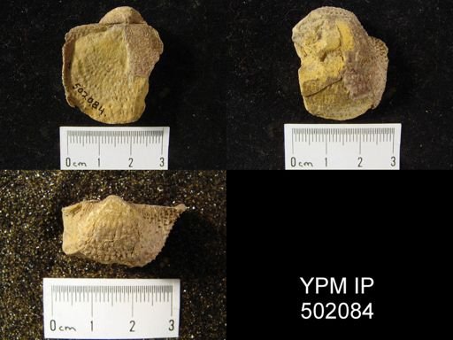 Productus nebrascensis