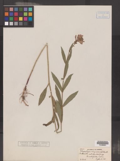 Physostegia virginiana