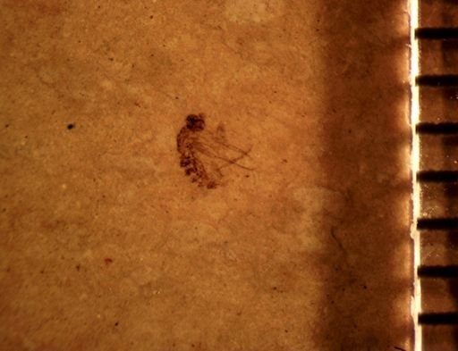 undet. Diptera