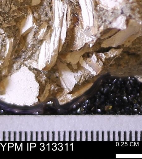 Corbicula sp.