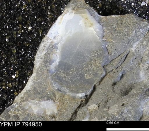 undet. Bivalvia