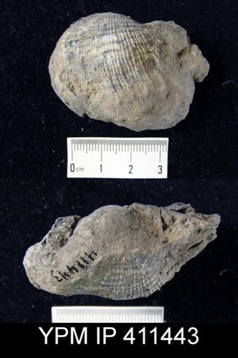 Dictyoclostus portlockianus?