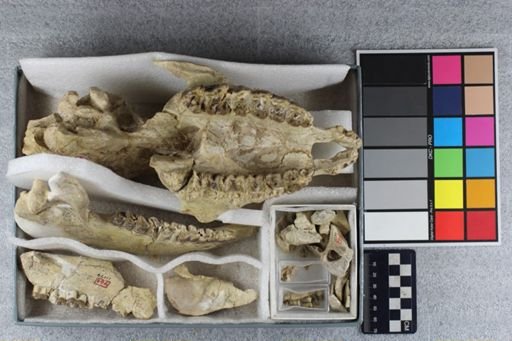 Hyracodon cf. mimus