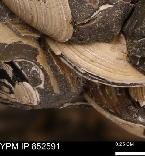 Limopsis striatopunctatus