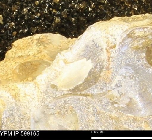 Cucullaea (Idonearca) neglecta