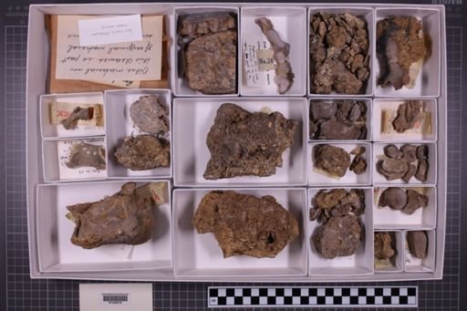 mixed taxa, stratigraphic collection
