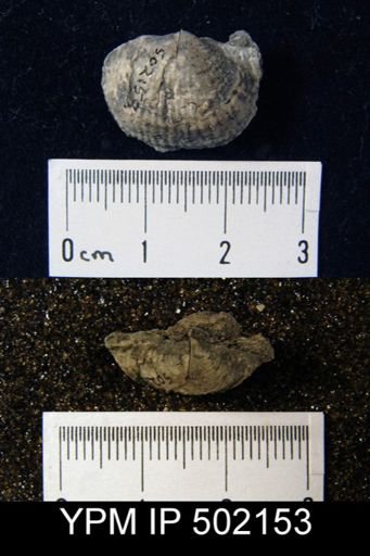 Marginifera muricata