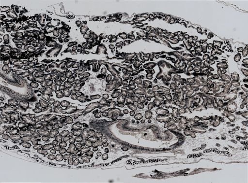 Ostrea lurida