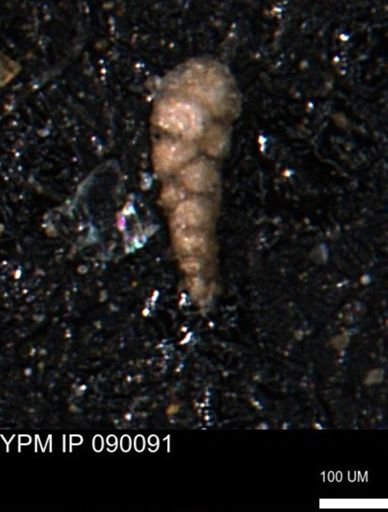 Verneuilinoides kansasensis