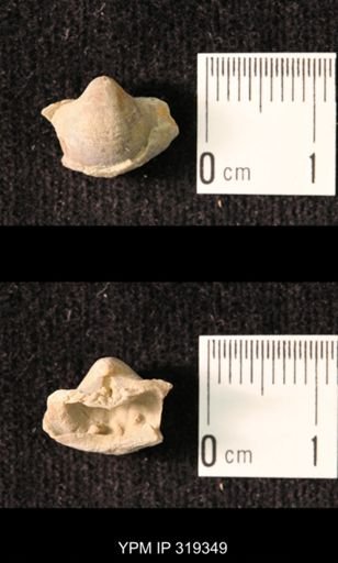 Ambocoelia planoconvexa