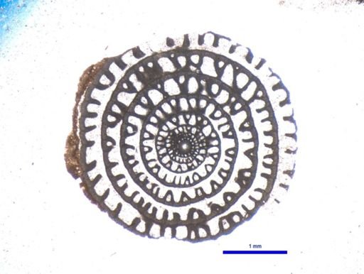 Schwagerina diversiformis