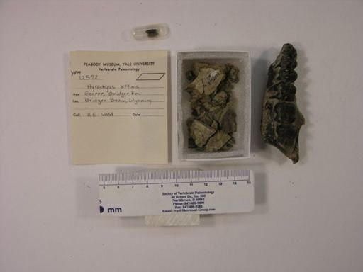 Hyrachyus affinis