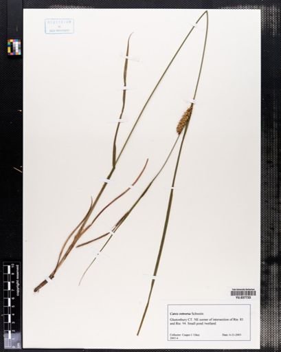 Carex retrorsa