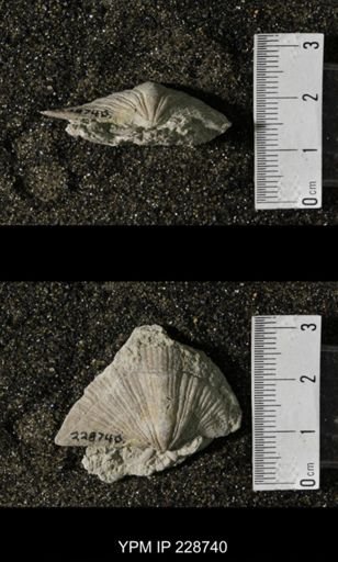 Neospirifer triplicatus gibbosus