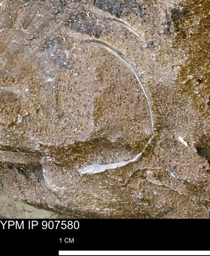 undet. Mollusca