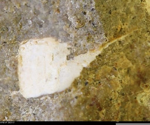 undet. Bivalvia