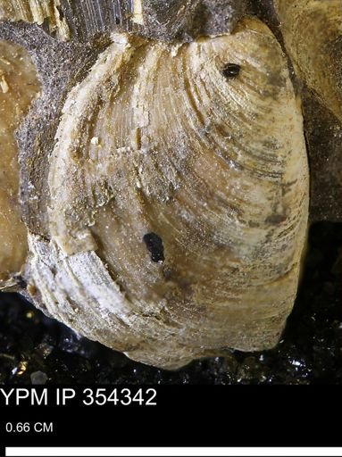 undet. Bivalvia