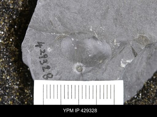 Paleoneilo constricta