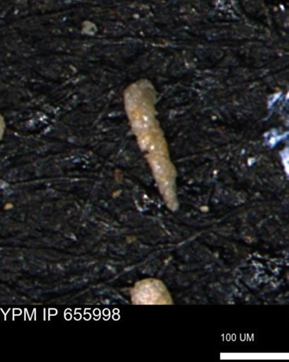 Verneuilinoides kansasensis