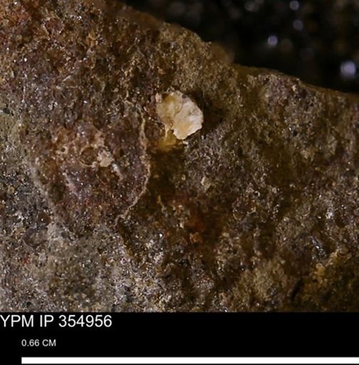 undet. Mollusca