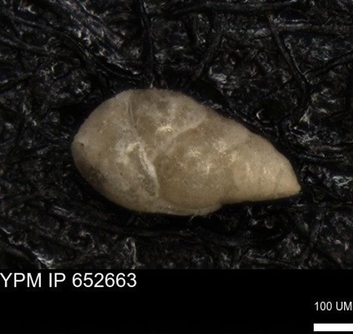 undet. Foraminiferida