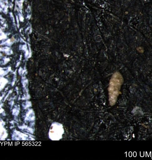 Verneuilinoides kansasensis
