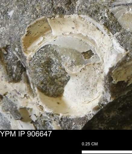 undet. Gastropoda