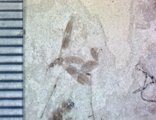 undet. Tipulidae