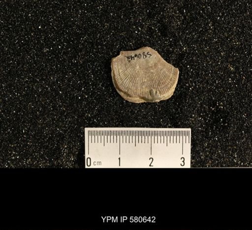 Plectorthis whitfieldi?