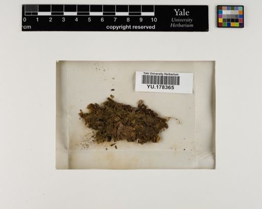Plantae