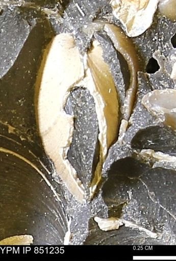 Limopsis striatopunctatus